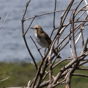 Glyciphila melanops (Tawny-crowned Honeyeater) at Green Cape, NSW by AlisonMilton