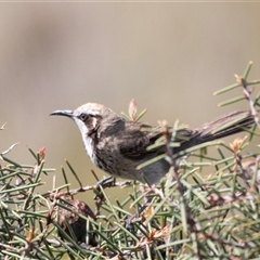 Glyciphila melanops (Tawny-crowned Honeyeater) at Green Cape, NSW - 23 Oct 2020 by AlisonMilton