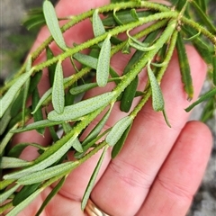 Philotheca virgata (Tasmanian Waxflower) at Kiah, NSW - 28 Dec 2024 by BethanyDunne