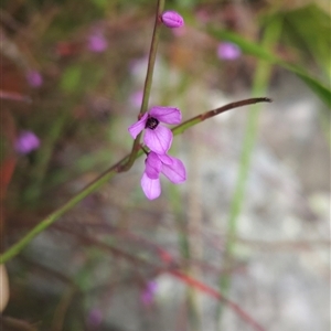 Tetratheca subaphylla at suppressed - 28 Dec 2024