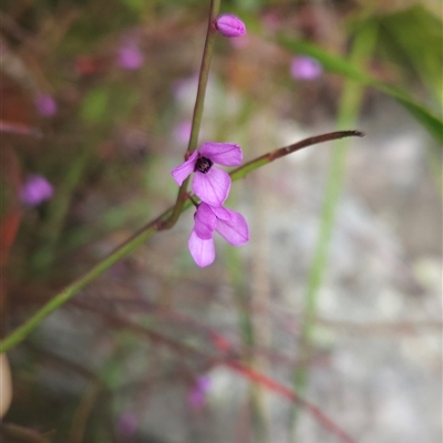 Tetratheca subaphylla (Leafless Pink-bells) at Kiah, NSW - 28 Dec 2024 by BethanyDunne