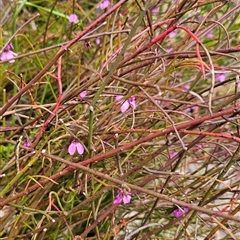 Tetratheca subaphylla at suppressed - 28 Dec 2024