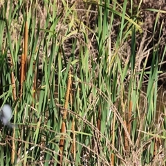 Typha domingensis (Bullrush) at Wodonga, VIC - 24 Dec 2024 by KylieWaldon