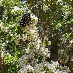 Eupoecila australasiae (Fiddler Beetle) at Wallaroo, NSW - 19 Dec 2024 by Toni