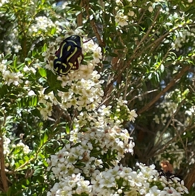 Eupoecila australasiae (Fiddler Beetle) at Wallaroo, NSW - 19 Dec 2024 by Toni