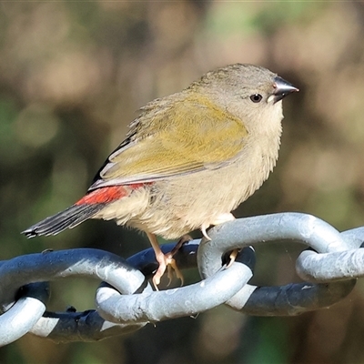 Neochmia temporalis (Red-browed Finch) at Wodonga, VIC - 25 Dec 2024 by KylieWaldon