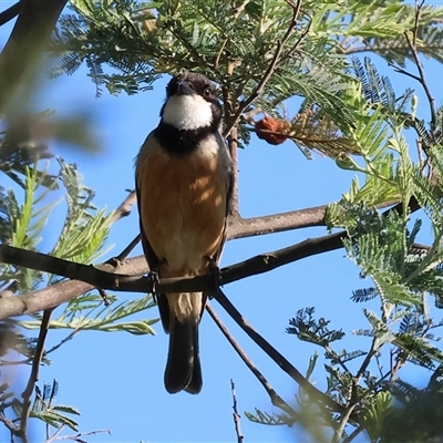 Pachycephala rufiventris (Rufous Whistler) at Wodonga, VIC - 25 Dec 2024 by KylieWaldon