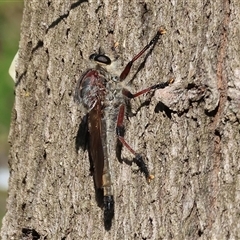 Unidentified Robber fly (Asilidae) at Wodonga, VIC - 24 Dec 2024 by KylieWaldon