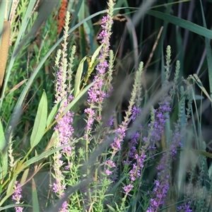 Lythrum salicaria at Wodonga, VIC - 25 Dec 2024