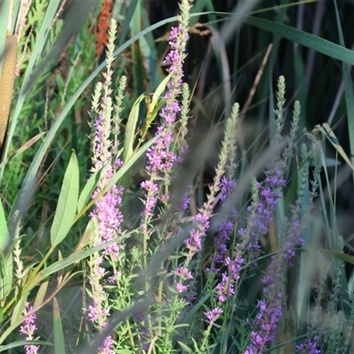 Lythrum salicaria (Purple Loosestrife) at Wodonga, VIC - 25 Dec 2024 by KylieWaldon