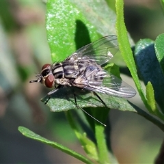 Sarcophaga sp. (genus) at Wodonga, VIC - 24 Dec 2024 by KylieWaldon