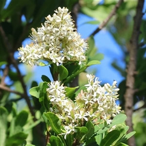 Bursaria spinosa at Wodonga, VIC - 25 Dec 2024