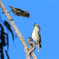 Pardalotus striatus at Wodonga, VIC - 24 Dec 2024 by KylieWaldon