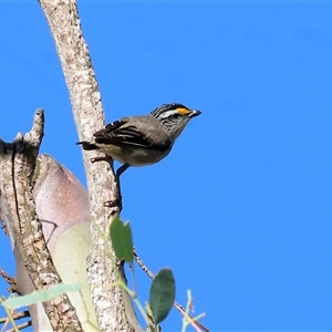 Pardalotus striatus at suppressed - suppressed