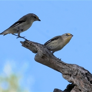 Pardalotus striatus at suppressed - suppressed