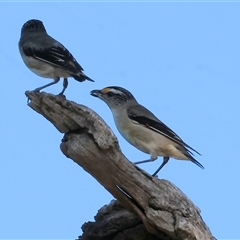 Pardalotus striatus at suppressed - suppressed