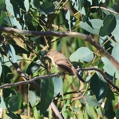 Acrocephalus australis (Australian Reed-Warbler) at Wodonga, VIC - 25 Dec 2024 by KylieWaldon