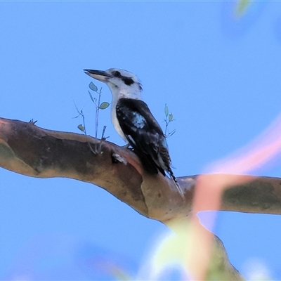 Dacelo novaeguineae (Laughing Kookaburra) at Wodonga, VIC - 25 Dec 2024 by KylieWaldon