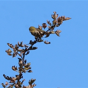 Zosterops lateralis (Silvereye) at Wodonga, VIC by KylieWaldon