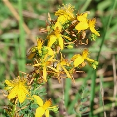 Hypericum perforatum (St John's Wort) at Wodonga, VIC - 24 Dec 2024 by KylieWaldon