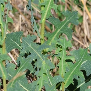 Lactuca serriola (Prickly Lettuce) at Wodonga, VIC by KylieWaldon