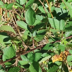 Rubus anglocandicans (Blackberry) at Wodonga, VIC - 25 Dec 2024 by KylieWaldon