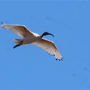 Threskiornis molucca at Wodonga, VIC - 25 Dec 2024 08:01 AM