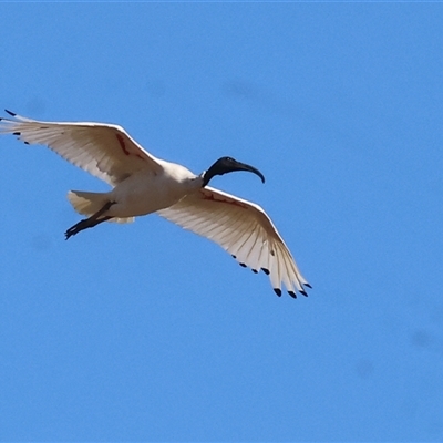 Threskiornis molucca (Australian White Ibis) at Wodonga, VIC - 25 Dec 2024 by KylieWaldon