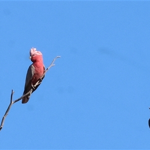 Eolophus roseicapilla at Wodonga, VIC - 25 Dec 2024