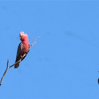 Eolophus roseicapilla (Galah) at Wodonga, VIC - 25 Dec 2024 by KylieWaldon