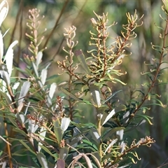 Banksia marginata at Wodonga, VIC - 25 Dec 2024 by KylieWaldon