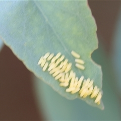 Paropsisterna cloelia (Eucalyptus variegated beetle) at Wodonga, VIC - 24 Dec 2024 by KylieWaldon