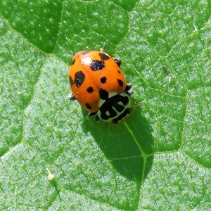 Hippodamia variegata (Spotted Amber Ladybird) at West Wodonga, VIC by KylieWaldon