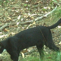 Felis catus (Feral Cat) at Pipeclay, NSW - 28 Dec 2024 by MVM