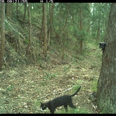 Felis catus at Pipeclay, NSW - suppressed