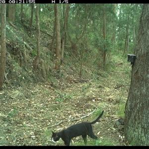 Felis catus at Pipeclay, NSW - suppressed