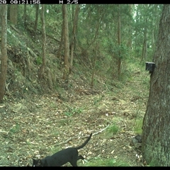 Felis catus at Pipeclay, NSW - suppressed
