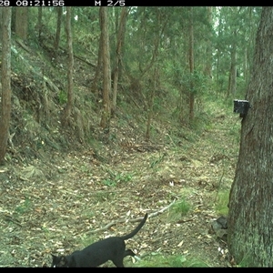 Felis catus at Pipeclay, NSW - suppressed
