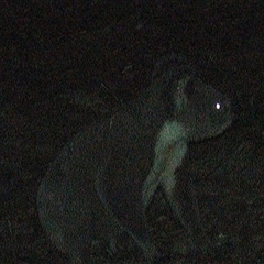 Phascolarctos cinereus (Koala) at Pipeclay, NSW - 19 Dec 2024 by MVM