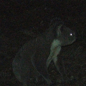 Phascolarctos cinereus at Pipeclay, NSW - suppressed