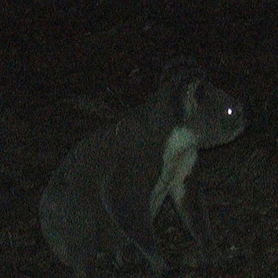 Phascolarctos cinereus (Koala) at Pipeclay, NSW - 19 Dec 2024 by MVM