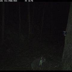 Phascolarctos cinereus at Pipeclay, NSW - suppressed