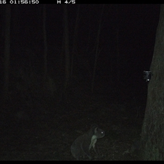 Phascolarctos cinereus at Pipeclay, NSW - suppressed