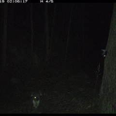 Phascolarctos cinereus at Pipeclay, NSW - suppressed