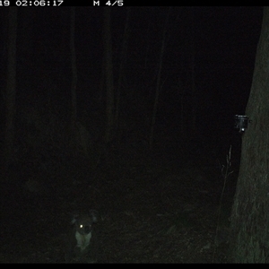 Phascolarctos cinereus at Pipeclay, NSW - 19 Dec 2024