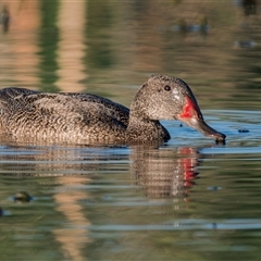 Stictonetta naevosa (Freckled Duck) at Fyshwick, ACT - 28 Dec 2024 by Gallpix