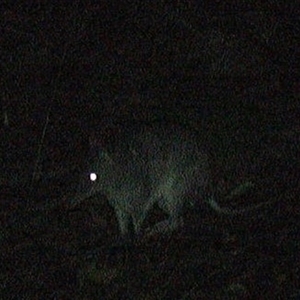 Perameles nasuta at Pipeclay, NSW - suppressed