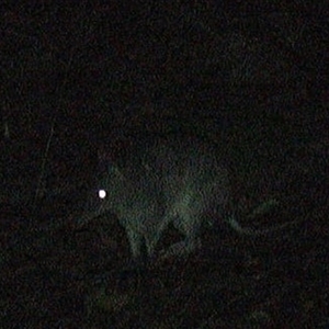 Perameles nasuta at Pipeclay, NSW - suppressed