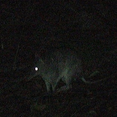 Perameles nasuta at Pipeclay, NSW - 1 Dec 2024 by MVM