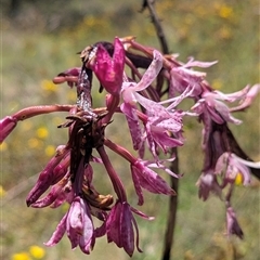 Dipodium roseum (Rosy Hyacinth Orchid) at Greenway, ACT - 28 Dec 2024 by Rebeccajgee